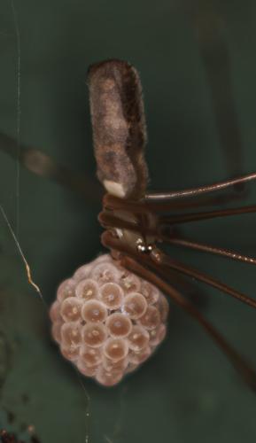 Pholcus phalangioides
